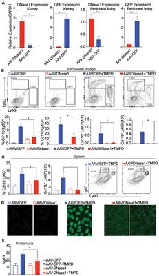 cGAS-STING Pathway Does Not Promote Autoimmunity in Murine Models of SLE